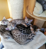 Photo №2 to announcement № 97919 for the sale of bengal cat - buy in Germany 