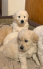 Photo №3. Lovely Golden Retriever Puppies available now. Germany