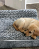 Photo №1. golden retriever - for sale in the city of Munich | 423$ | Announcement № 120243