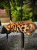 Photo №2 to announcement № 82126 for the sale of bengal cat - buy in Kazakhstan private announcement