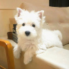 Photo №2 to announcement № 99260 for the sale of west highland white terrier - buy in Germany 