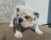 Photo №3. English Bulldog FEMALE with ZKwP/FCI pedigree after Champions. Poland