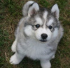 Photo №2 to announcement № 71091 for the sale of siberian husky - buy in Australia breeder