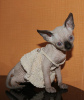 Photo №2 to announcement № 19418 for the sale of sphynx cat - buy in Israel from nursery