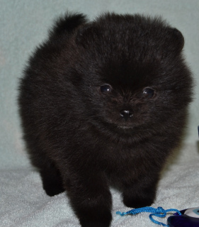 Photo №2 to announcement № 5314 for the sale of pomeranian - buy in Russian Federation breeder