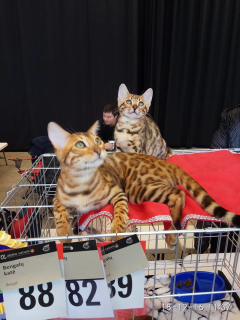Photo №1. bengal cat - for sale in the city of Warsaw | 1034$ | Announcement № 345