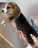 Additional photos: Beagle puppies