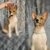 Photo №2 to announcement № 99107 for the sale of basenji - buy in Belarus breeder
