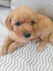 Photo №1. poodle (toy) - for sale in the city of London | negotiated | Announcement № 31813