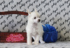 Photo №2 to announcement № 39509 for the sale of chinese crested dog - buy in Russian Federation from nursery