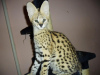 Photo №1. savannah cat - for sale in the city of Paris Creek | 2500$ | Announcement № 81258