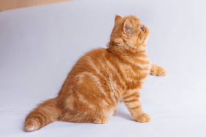 Photo №1. exotic shorthair - for sale in the city of Minsk | 300$ | Announcement № 5996