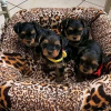 Photo №1. yorkshire terrier - for sale in the city of Copenhague | 400$ | Announcement № 125647