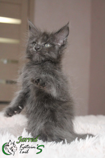 Photo №4. I will sell maine coon in the city of St. Petersburg. from nursery - price - 530$