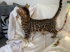 Photo №1. bengal cat - for sale in the city of Sneek | 370$ | Announcement № 115071