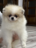 Photo №4. I will sell pomeranian in the city of Kassel.  - price - negotiated