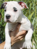 Photo №3. Gorgeous Amstaff puppies of noble blood. Moldova