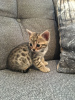 Photo №1. bengal cat - for sale in the city of Tiel | 438$ | Announcement № 13825