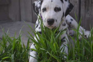 Photo №2 to announcement № 2527 for the sale of dalmatian dog - buy in Russian Federation private announcement, from nursery, breeder