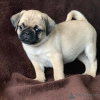 Photo №1. pug - for sale in the city of Валлетта | 423$ | Announcement № 58301