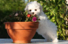 Photo №2 to announcement № 91057 for the sale of havanese dog - buy in France private announcement