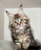 Photo №1. maine coon - for sale in the city of Интерлакен | 423$ | Announcement № 116796