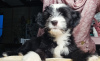 Photo №1. tibetan terrier - for sale in the city of Minsk | negotiated | Announcement № 92837