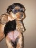 Photo №2 to announcement № 66533 for the sale of yorkshire terrier - buy in Lithuania private announcement, from nursery, breeder