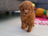 Photo №1. poodle (toy) - for sale in the city of Ostrava | negotiated | Announcement № 90421