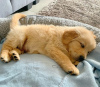 Photo №1. golden retriever - for sale in the city of Tienen | Is free | Announcement № 123295