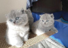 Photo №1. british shorthair - for sale in the city of Monterey | 250$ | Announcement № 89601