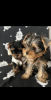 Photo №3. Yorkie puppies for sale. Germany