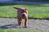 Photo №1. shar pei - for sale in the city of Stockholm | 400$ | Announcement № 13076