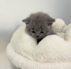 Photo №1. british shorthair - for sale in the city of New York Mills | 250$ | Announcement № 118018