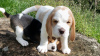 Photo №2 to announcement № 124713 for the sale of beagle - buy in Germany private announcement