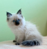 Photo №2 to announcement № 32041 for the sale of siberian cat - buy in Germany private announcement
