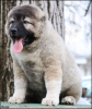 Photo №2 to announcement № 95451 for the sale of caucasian shepherd dog - buy in Serbia breeder