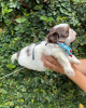 Photo №2 to announcement № 100083 for the sale of shih tzu - buy in Netherlands breeder