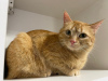 Additional photos: A wonderful young cat Fox is looking for a home and a loving family!