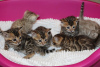 Photo №2 to announcement № 99347 for the sale of bengal cat - buy in Germany private announcement, from nursery