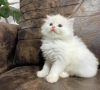 Photo №2 to announcement № 96869 for the sale of persian cat - buy in United States private announcement