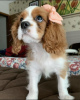 Photo №1. cavalier king charles spaniel - for sale in the city of Auckland | negotiated | Announcement № 42673