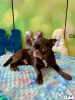 Photo №2 to announcement № 104013 for the sale of chihuahua - buy in Germany private announcement, breeder