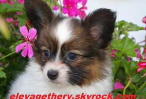 Photo №1. papillon dog - for sale in the city of Boulogne-Billancourt | 926$ | Announcement № 865