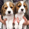 Photo №1. beagle - for sale in the city of Prague | negotiated | Announcement № 78577
