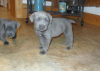 Photo №1. cane corso - for sale in the city of Tiraspol | negotiated | Announcement № 124388