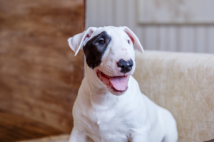 Photo №2 to announcement № 5537 for the sale of bull terrier - buy in Russian Federation from nursery
