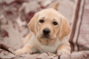 Photo №4. I will sell labrador retriever in the city of Moscow. from nursery - price - Negotiated