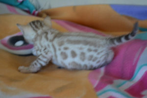 Photo №2 to announcement № 1746 for the sale of bengal cat - buy in Russian Federation from nursery