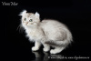 Photo №2 to announcement № 7719 for the sale of american curl - buy in Russian Federation breeder